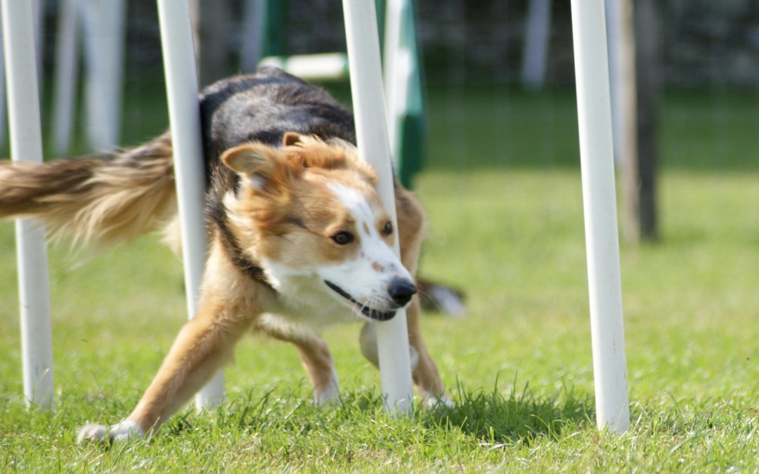 Leinenpflicht für Hunde