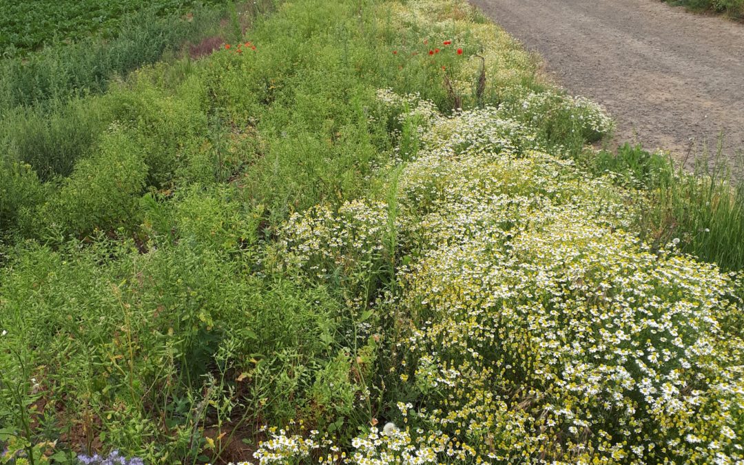 Gemeinde setzt sich aktiv für Insektenschutz ein