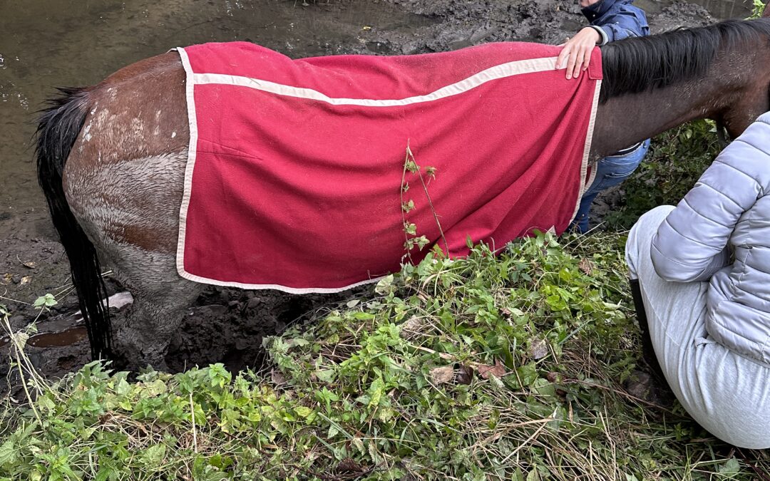 Feuerwehr rettet Pferd aus dem Gillbach