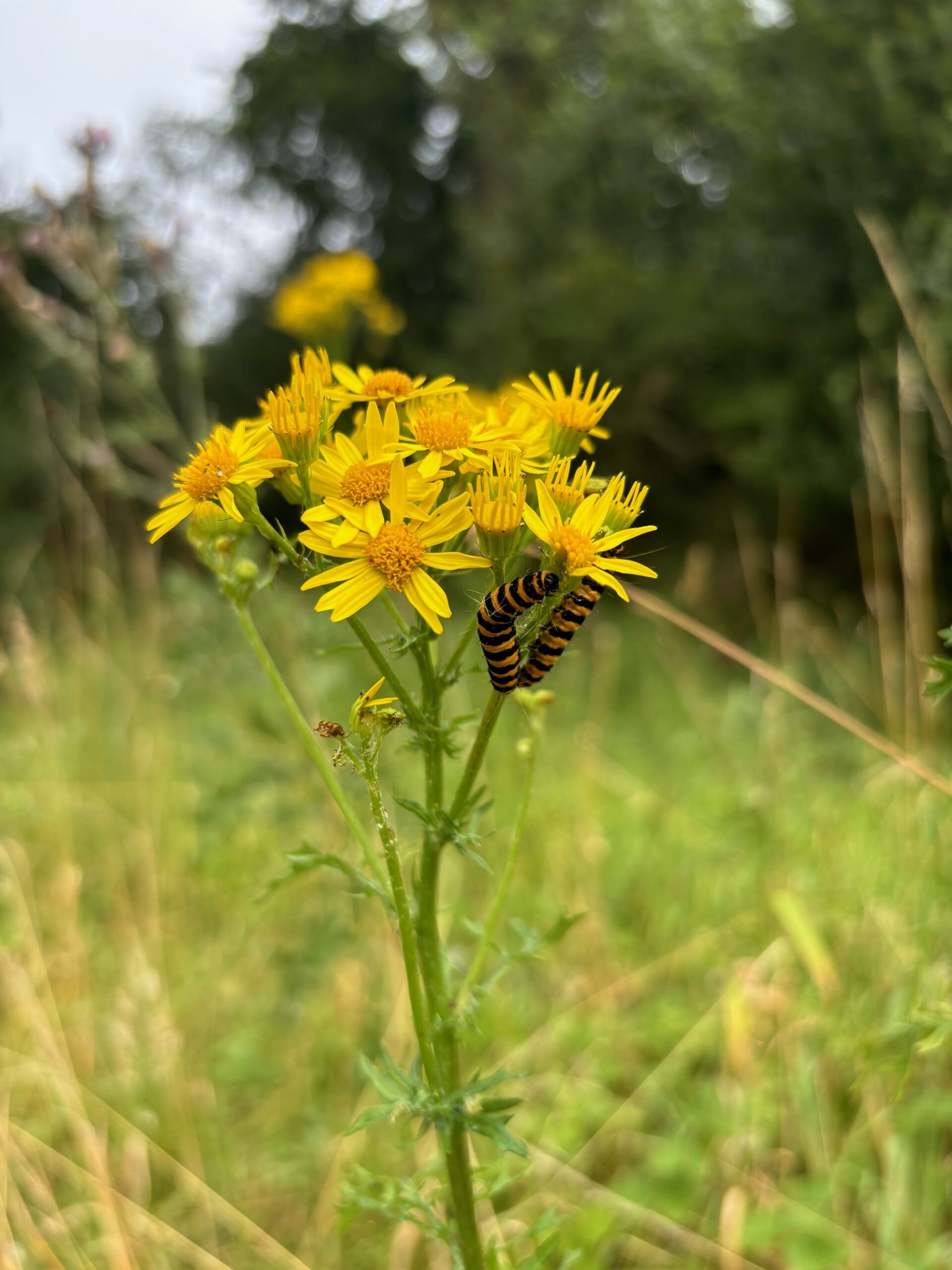 Großer Spaß bei der Insektenführung für Kinder