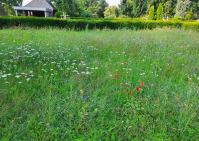 Foto Blühwiesen auf Friedhöfen